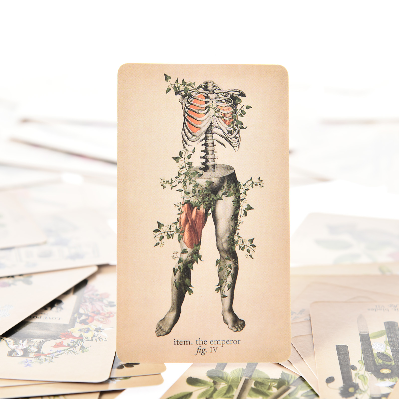 The Antique Anatomy Tarot Card - Tarot Cards Deck With Guidebook ulasan dan harga